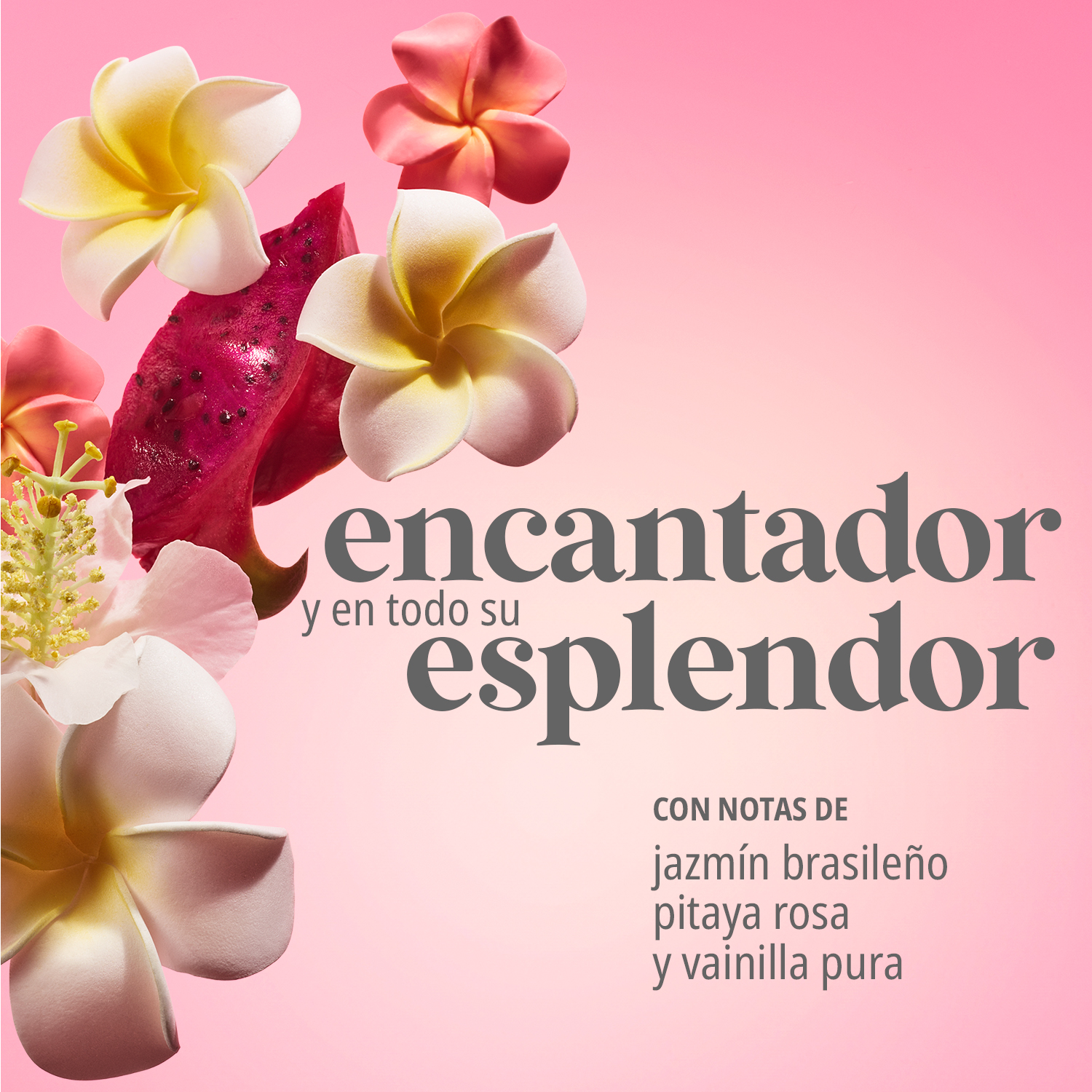 BEIJA FLOR™ ELASTI-BODY OIL (ACEITE CORPORAL LIGERO)